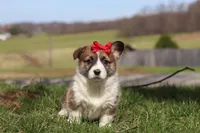 Willow, a female Pembroke Welsh Corgi for sale in Sugarcreek, OH – Photo 2 of 5