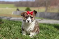 Willow, a female Pembroke Welsh Corgi for sale in Sugarcreek, OH – Photo 5 of 5