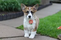 Willow, a female Pembroke Welsh Corgi for sale in Sugarcreek, OH – 2 of 4