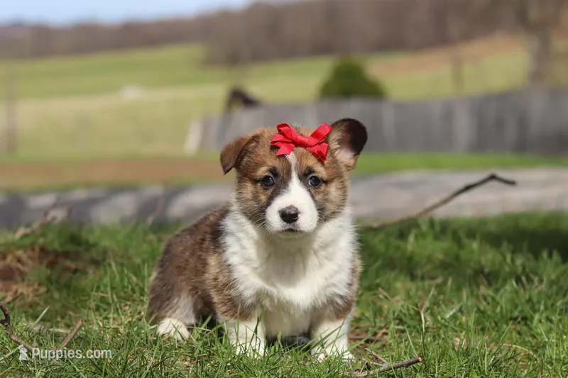 Willow – Pembroke Welsh Corgi puppy for sale in Sugarcreek, OH