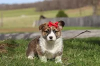 Willow, a female Pembroke Welsh Corgi for sale in Sugarcreek, OH – Photo 1 of 5