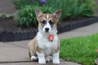 Willow, a female Pembroke Welsh Corgi for sale in Sugarcreek, OH – 4 of 4