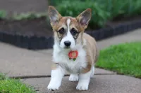 Willow, a female Pembroke Welsh Corgi for sale in Sugarcreek, OH – 3 of 4
