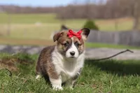 Willow, a female Pembroke Welsh Corgi for sale in Sugarcreek, OH – Photo 3 of 5