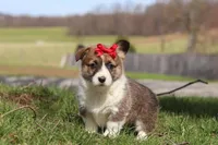 Willow, a female Pembroke Welsh Corgi for sale in Sugarcreek, OH – Photo 4 of 5