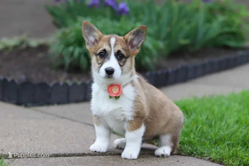 Willow – Pembroke Welsh Corgi puppy for sale in Sugarcreek, OH