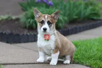 Willow, a female Pembroke Welsh Corgi for sale in Sugarcreek, OH – 1 of 4