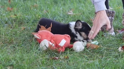 Weston, a male Pembroke Welsh Corgi for sale in Sugarcreek, OH – 6 of 6
