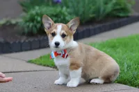 Ranger, a male Pembroke Welsh Corgi for sale in Sugarcreek, OH – 8 of 9