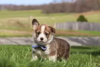 Ranger, a male Pembroke Welsh Corgi for sale in Sugarcreek, OH – Photo 1 of 6