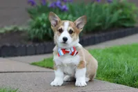 Ranger, a male Pembroke Welsh Corgi for sale in Sugarcreek, OH – 7 of 9