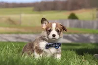 Ranger, a male Pembroke Welsh Corgi for sale in Sugarcreek, OH – Photo 5 of 6