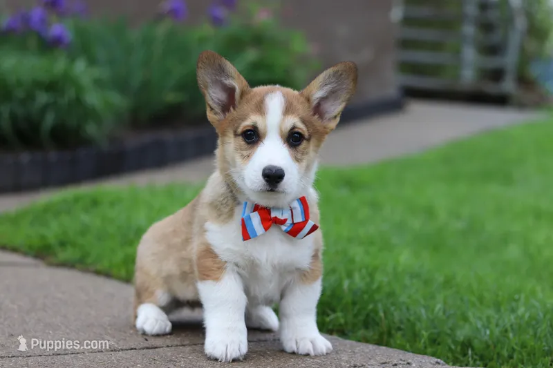 Ranger – Pembroke Welsh Corgi puppy for sale in Sugarcreek, OH