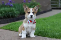 Ranger, a male Pembroke Welsh Corgi for sale in Sugarcreek, OH – 6 of 9