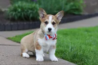 Ranger, a male Pembroke Welsh Corgi for sale in Sugarcreek, OH – 4 of 9
