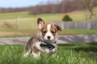 Ranger, a male Pembroke Welsh Corgi for sale in Sugarcreek, OH – Photo 4 of 6