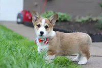 Ranger, a male Pembroke Welsh Corgi for sale in Sugarcreek, OH – 9 of 9