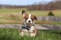 Ranger, a male Pembroke Welsh Corgi for sale in Sugarcreek, OH – Photo 2 of 6