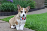Ranger, a male Pembroke Welsh Corgi for sale in Sugarcreek, OH – 3 of 9