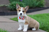 Ranger, a male Pembroke Welsh Corgi for sale in Sugarcreek, OH – 2 of 9