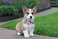 Ranger, a male Pembroke Welsh Corgi for sale in Sugarcreek, OH – 5 of 9