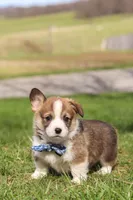 Ranger, a male Pembroke Welsh Corgi for sale in Sugarcreek, OH – Photo 6 of 6