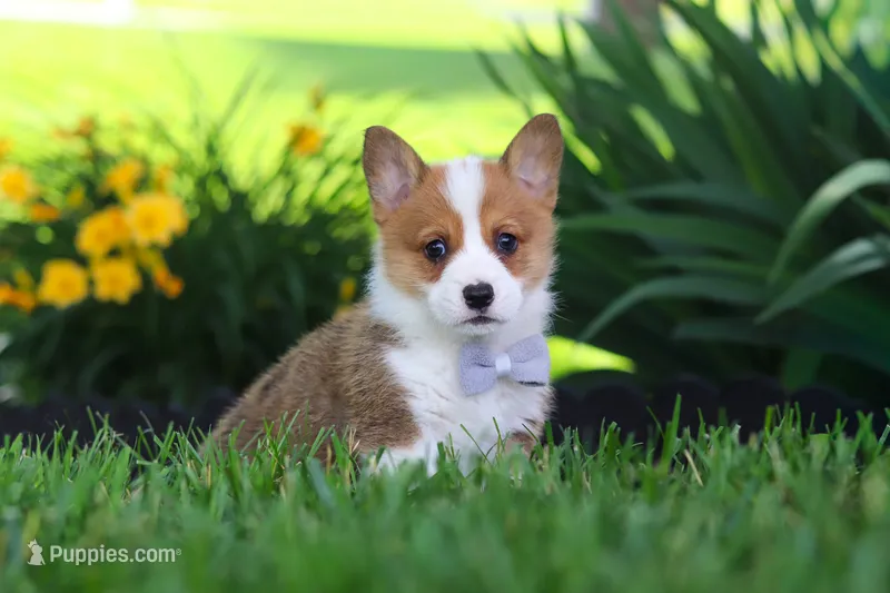 Milo – Pembroke Welsh Corgi puppy for sale in Sugarcreek, OH