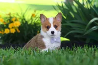 Milo, a male Pembroke Welsh Corgi for sale in Sugarcreek, OH – 1 of 10