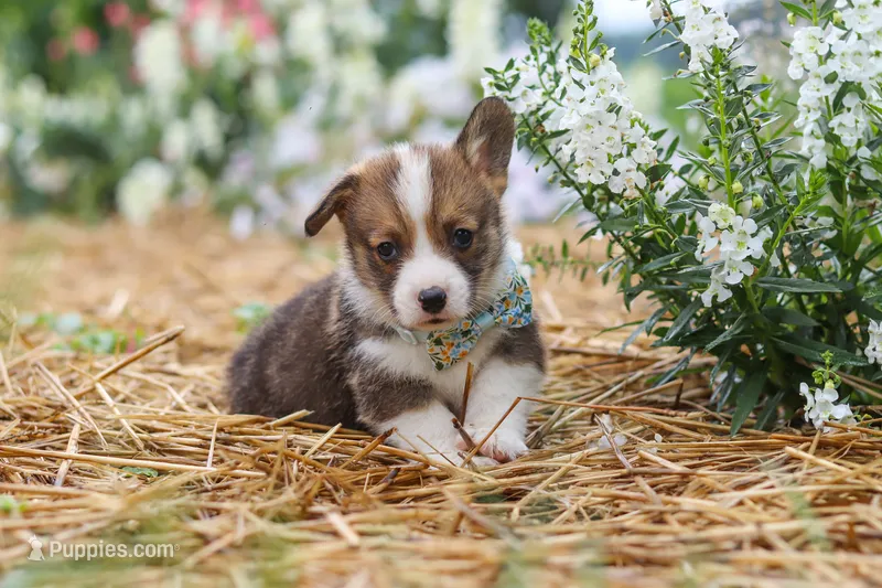 Luca – Pembroke Welsh Corgi puppy for sale in Sugarcreek, OH