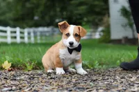 Finley, a male Pembroke Welsh Corgi for sale in Sugarcreek, OH – 2 of 9