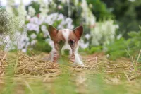 Pepper, a female Pembroke Welsh Corgi for sale in Sugarcreek, OH – 5 of 10