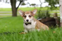 Bentley, a male Pembroke Welsh Corgi for sale in Sugarcreek, OH – 5 of 7