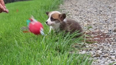 Buddy, a male Pembroke Welsh Corgi for sale in Sugarcreek, OH – 9 of 9