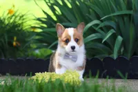 Milo, a male Pembroke Welsh Corgi for sale in Sugarcreek, OH – 5 of 10