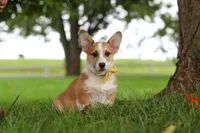 Garrett, a male Pembroke Welsh Corgi for sale in Sugarcreek, OH – 4 of 7