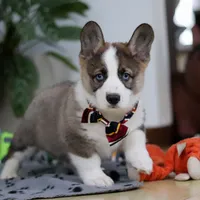 Randy, a male German Shepherd Dog and Pembroke Welsh Corgi for sale in Sugarcreek, OH – Photo 3 of 6