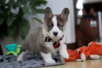 Randy, a male German Shepherd Dog and Pembroke Welsh Corgi for sale in Sugarcreek, OH – Photo 3 of 6