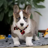 Randy, a male German Shepherd Dog and Pembroke Welsh Corgi for sale in Sugarcreek, OH – Photo 2 of 6
