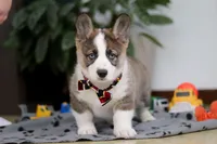 Randy, a male German Shepherd Dog and Pembroke Welsh Corgi for sale in Sugarcreek, OH – Photo 2 of 6