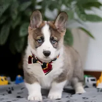Randy, a male German Shepherd Dog and Pembroke Welsh Corgi for sale in Sugarcreek, OH – Photo 1 of 6