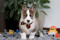 Randy, a male German Shepherd Dog and Pembroke Welsh Corgi for sale in Sugarcreek, OH – Photo 1 of 6