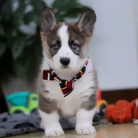 Randy, a male German Shepherd Dog and Pembroke Welsh Corgi for sale in Sugarcreek, OH – Photo 6 of 6
