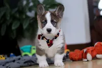 Randy, a male German Shepherd Dog and Pembroke Welsh Corgi for sale in Sugarcreek, OH – Photo 6 of 6