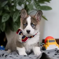 Randy, a male German Shepherd Dog and Pembroke Welsh Corgi for sale in Sugarcreek, OH – Photo 5 of 6