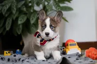 Randy, a male German Shepherd Dog and Pembroke Welsh Corgi for sale in Sugarcreek, OH – Photo 5 of 6