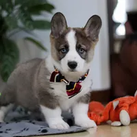 Randy, a male German Shepherd Dog and Pembroke Welsh Corgi for sale in Sugarcreek, OH – Photo 4 of 6