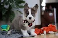 Randy, a male German Shepherd Dog and Pembroke Welsh Corgi for sale in Sugarcreek, OH – Photo 4 of 6