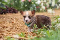 Blake, a male Pembroke Welsh Corgi for sale in Sugarcreek, OH – 7 of 10