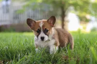 Kobe, a male Pembroke Welsh Corgi for sale in Sugarcreek, OH – 6 of 7