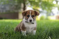 Chase, a male Pembroke Welsh Corgi for sale in Sugarcreek, OH – 6 of 8
